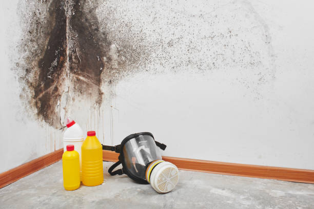 Mold Removal and Inspection in Wailua, HI