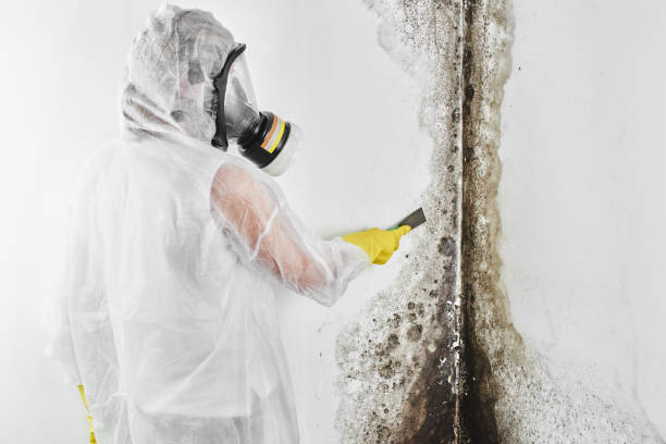 Best Emergency Mold Removal  in Wailua, HI