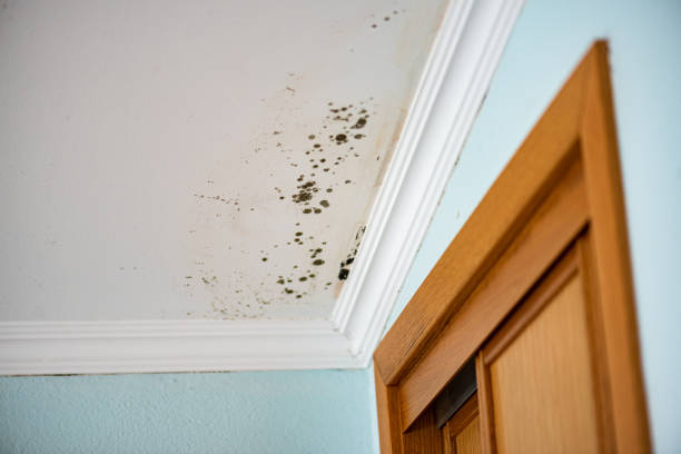 Best Affordable Mold Removal  in Wailua, HI