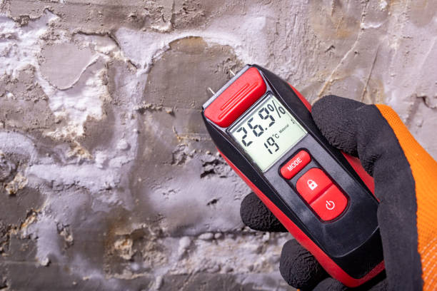 Best Affordable Mold Removal  in Wailua, HI
