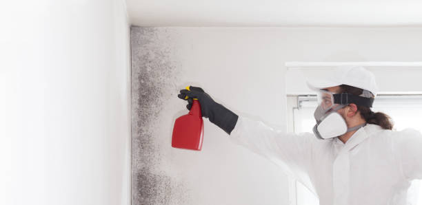 Best Affordable Mold Removal  in Wailua, HI