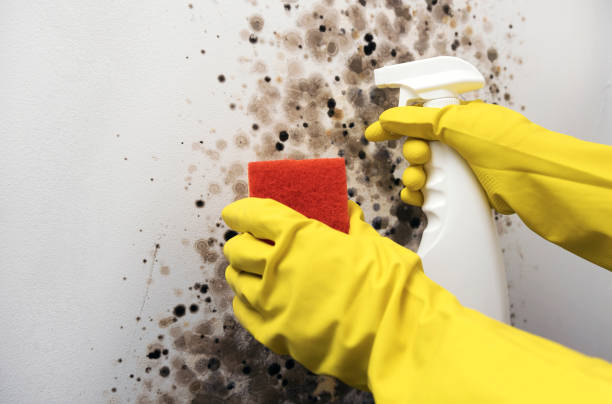 Best Mold Cleaning Services  in Wailua, HI