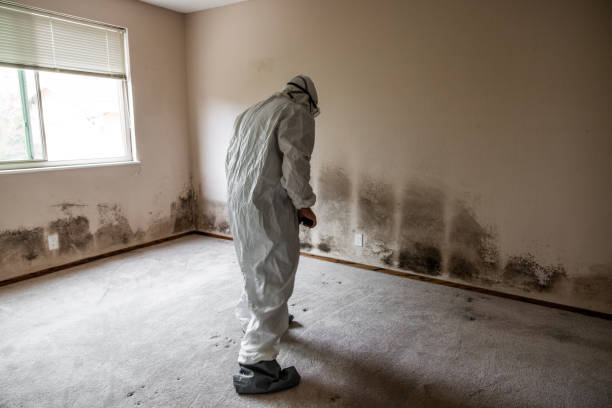 Best Crawl Space Mold Removal  in Wailua, HI