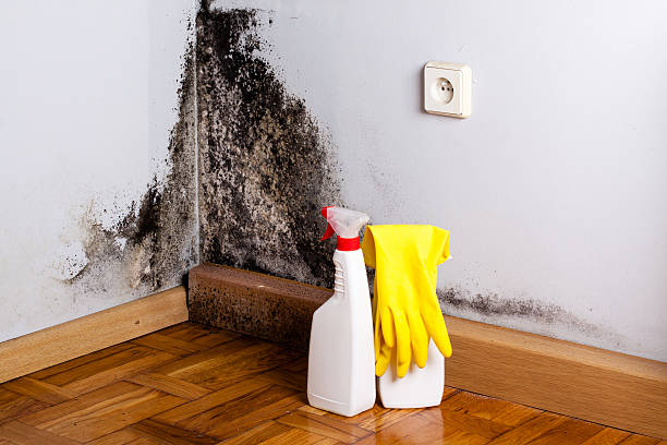 Best Emergency Mold Removal  in Wailua, HI