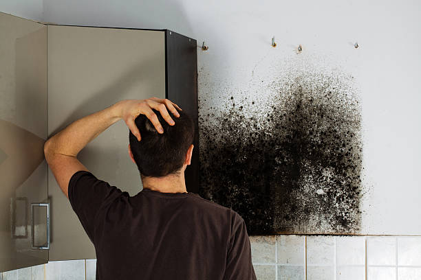 Office Mold Removal Services in Wailua, HI